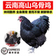 褚系嚴選【空運】云南烏雞正宗土雞蛋 新鮮雞肉 散養土雞老母雞滋補月子雞 約 1.5kg 【家庭裝】