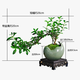 景郁春 JIRYUCUR造型懸崖六月雪小盆景盆栽綠植花卉小冰裂六月雪源頭直發(fā)