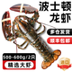 嘗鮮生鮮活冷凍波士頓龍蝦年貨節(jié)海鮮禮盒大禮包加拿大波龍 鮮凍波龍【500-600g/2只】