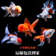 金魚(yú)觀(guān)賞魚(yú)冷水魚(yú)好養活魚(yú)小型魚(yú)淡水魚(yú)招財魚(yú)丹頂紅不加溫國獅魚(yú) 4-5CM隨機魚(yú)苗4條+贈魚(yú)糧