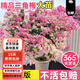 中夢(mèng)  重瓣三角梅盆栽花卉陽(yáng)臺(tái)庭院綠植爬藤飄枝老樁盆景帶花發(fā)貨四季 紅櫻(40-50高)