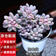 兩腿跑【送貨上門】教師節(jié)多肉植物帶盆桌面盆栽組合綠植花卉幼兒園盆栽 嬰兒手指(帶盆栽好)