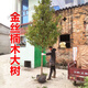 綠植花卉金絲楠木樹(shù)苗大樹(shù)正宗小葉楨楠庭院別墅地栽盆栽珍稀貴大型綠化樹(shù) 金絲楠木苗50-70厘米高2棵 不含盆