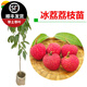黃忠文廣西荔枝樹苗冰荔荔枝苗嫁接苗馬貴荔荔枝苗仙進(jìn)奉荔枝苗南北方種 冰荔荔枝2年苗（50-70cm）