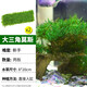瘋狂水草（FKSC）莫斯水草活體植物魚(yú)缸造景底部前景套餐懶人陰性莫斯樹(shù)沉木水榕 大三角莫斯2片