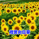 碧鼎向日葵種子花種籽子矮四季播種開花高桿觀賞盆栽庭院葵花籽種子 觀賞向日葵種子 100粒裝+肥