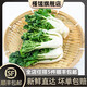 槿饈奶白菜500g 新鮮寧夏矮腳奶白菜 牛奶白菜 奶油白菜 500g