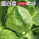 密水農(nóng)家密云農(nóng)家 鮮摘圓白菜1個 本地自種甘藍(lán)新鮮時令蔬菜 500g 圓白菜