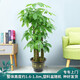 芙洛拉花園【兩小時(shí)達】三桿步步高發(fā)財樹(shù)盆栽室內大型綠植公司門(mén)口開(kāi)業(yè)送禮 A款步步高發(fā)財樹(shù)