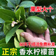 阿木木 香水檸檬苗 青檸檬樹苗 庭院陽臺(tái)南方北方種植盆栽地栽果樹苗 香水檸檬 四年苗當(dāng)年結(jié)果