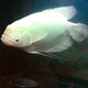 樂(lè)淘逸寵熱帶觀賞魚(yú)白招財(cái)魚(yú)戰(zhàn)船魚(yú)活體戰(zhàn)艦魚(yú)一帆風(fēng)順魚(yú) 10-11cm黑眼+紅眼各1條