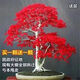 【買(mǎi)一送一】紅楓樹(shù)苗盆景耐寒四季種植中國紅楓室內外盆栽植物包 中國紅楓 八年苗【包成活+送肥】