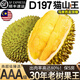 顏曼箐馬來(lái)西亞貓山王榴蓮D197新鮮水果進(jìn)口液氮冷凍整顆帶殼順豐包郵 貓山王4.0-4.5斤【1-2個(gè)果】