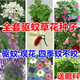 昂景驅(qū)蚊蟲(chóng)花卉種子驅(qū)蚊草種子除蟲(chóng)菊花種艾草驅(qū)蚊植物室內(nèi)外盆栽種子 套餐1