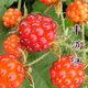 CHUANGSHIJI樹(shù)莓苗雙季樹(shù)莓覆盆子樹(shù)苗黃紅樹(shù)莓苗南方北方種植盆栽地栽果樹(shù)苗 豐滿(mǎn)紅【當年結果】 60cm(含)-69cm(含)