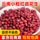 田園一丁新貨云南紅皮花生米5斤農(nóng)家紅衣花生紫紅皮小粒生花生米紅花無殼 紅皮花生 5斤 農(nóng)家自種