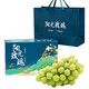 拾貝殼陽(yáng)光玫瑰葡萄當季新鮮現摘無(wú)籽香印青 提現發(fā)水果 單果10-12g 3斤 禮盒裝