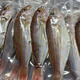 潮海堂深海金線魚(yú)一夜埕云夢(mèng)魚(yú)刀鯉腌制一夜咸魚(yú)海鮮水產(chǎn)冷凍年貨送禮 三斤金線魚(yú)4-5條/斤原味(三去）