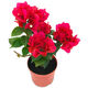 三角梅勤花品種三角梅盆栽小苗庭院好養(yǎng)活花卉四季開花爬藤植物 中國紅小苗一顆