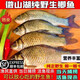 漁水依微山湖原生態(tài)鮮活大鯽魚淡水新鮮小土鯽魚鯽瓜子燉湯孕婦滋補(bǔ)河鯽 大號鯽魚（每斤2-3條） 5斤