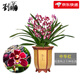 劉閣蘭花四季蘭花苗中華紅 夏帶濃香花苞出售內(nèi)帶多個好養(yǎng)花卉盆栽 中華紅2苗連體裸根送肥
