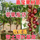 帶果或帶花發(fā)貨四季嘉寶果樹(shù)葡萄苗陽(yáng)臺庭院盆栽地栽南北方種植 艾斯卡早生四季嘉寶果 110-130公分(帶果或帶花）