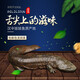 鯢蜂園鯢蜂園娃娃魚秦嶺高山雪水活魚喂養(yǎng)鮮活活體食用大鯢 秦嶺優(yōu)質(zhì)娃娃魚4.5斤一條