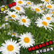 花種子 大濱菊種子 園林景觀(guān)花?；ǚN籽子陽(yáng)臺庭院盆栽易種植花種 大濱菊種子【300?！? title=