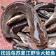 鯰魚(yú)新鮮整條速凍鐵鍋燉鯰魚(yú)東北黑龍江撫遠特產(chǎn)純江無(wú)雜刺淡水魚(yú) 野生鯰魚(yú)二斤裝（共2條/3條）