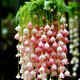 鈴蘭花苗濃香帶芽多年生四季開(kāi)花室內(nèi)陽(yáng)臺(tái)綠植盆栽耐寒好養(yǎng)活花卉 11-垂絲粉鈴蘭20顆