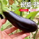 密水農(nóng)家密云農(nóng)業(yè) 自種長(zhǎng)茄子500g 新鮮時(shí)令蔬菜紫茄子