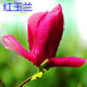 璽荀閣玉蘭花樹(shù)苗紫玉蘭樹(shù)庭院行道樹(shù)綠化苗木地栽開(kāi)花樹(shù)苗南方北方種植 紅玉蘭 3公分粗（開(kāi)花苗）