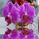 意軒蝴蝶蘭苗室內桌面花卉綠植盆栽 蝴蝶蘭花苗蘭花觀(guān)花盆栽君子蘭苗 蝴蝶王