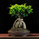 瀚林怡景（HANLINYIJING）小葉人參榕樹盆景大型植物室內(nèi)客廳辦公室桌面盆栽陽臺庭院綠植 人參榕 紫砂盆
