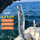 華香春帶魚(yú) 精選海釣寬帶魚(yú) 新鮮小眼大帶魚(yú) 整箱帶魚(yú)海鮮水產(chǎn)生鮮魚(yú)類(lèi) 5斤帶魚(yú)【釣帶】（4-6兩/條）