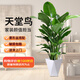 雙盟天堂鳥大型植物客廳綠植盆栽辦公室內(nèi)鶴望蘭好養(yǎng)落地網(wǎng)紅源頭直發(fā)