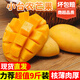 甜果源 海南臺農芒果 小臺芒樹(shù)上現摘熟芒果熱帶應季新鮮水果送禮品物 凈重5斤【80%人選擇】 單果70-90g【80%人選擇】