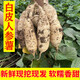 貴族白皮人參薯白瓤板栗紅薯新鮮白薯白皮白芯地瓜牛奶紅薯現挖 5斤 中果