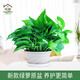 花翁 綠蘿盆栽180#原盆1盆裝 新房裝修室內客廳花卉綠植源頭直發(fā)