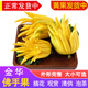 辰實【現(xiàn)摘黃果】佛手柑 金華香櫞果 佛手果新鮮特產(chǎn)佛手鮮果供佛 1斤黃果【中果約2-3個】不帶枝