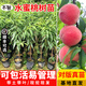 芥圃 水蜜桃樹(shù)苗嫁接桃樹(shù)苗大水蜜桃黃桃冬桃苗南方樹(shù)苗 水蜜桃嫁接苗【帶土帶葉發(fā)貨】 1年苗  高度：40-60公分