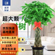歐芽大型植物發(fā)財(cái)樹綠發(fā)財(cái)樹開業(yè)喬遷送禮盆景客廳花卉辦公室大型盆栽 辮子發(fā)財(cái)樹【1.7-1.8米】+福字盆+彩帶 含盆