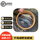 沢素灣正宗千島湖鯽魚(yú)鮮活土鯽魚(yú)老人孕產(chǎn)婦寶寶燉湯食補送禮盒 江浙滬皖陸運包活 3斤