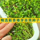 尚洋香椿苗籽種子四季紅油香椿樹(shù)苗芽苗菜香春芽種孑水培種植香椿樹(shù)種 香椿種子 200粒2袋