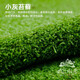 苔蘚微景觀盆景鋪面青苔白發(fā)小灰短絨蘚假山水陸雨林造景庭院綠化 新鮮小灰蘚約35*24cm（1張）