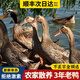 鄉(xiāng)公館老鴨子土鴨子生鮮老鴨整只正宗土鴨農(nóng)家散養(yǎng)新鮮鴨肉水鴨麻鴨現(xiàn)殺 精品3年老麻鴨1只（2.0-2.3斤）