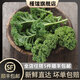 槿饈羽衣甘藍(lán)250g-500g 新鮮嫩葉kale健身減榨汁西餐食材脂蔬菜沙拉 500g