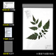 君利來植物標本制作工具 植物標本夾收集貼樹葉收集冊 滴膠臺紙瓦楞紙掛簽中草藥植物中藥藥材標本壓花板 A4臺紙?zhí)籽b（套）