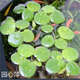 圓心萍水草浮萍植物花卉魚(yú)缸水培水生銅錢(qián)草睡蓮水芙蓉肚兜萍綠植 圓心萍12株