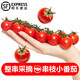諸氏橙品【順豐】串收小番茄 新鮮時令孕婦水果 生吃小西紅柿整串裝 【小番茄198g*12盒】 2376g